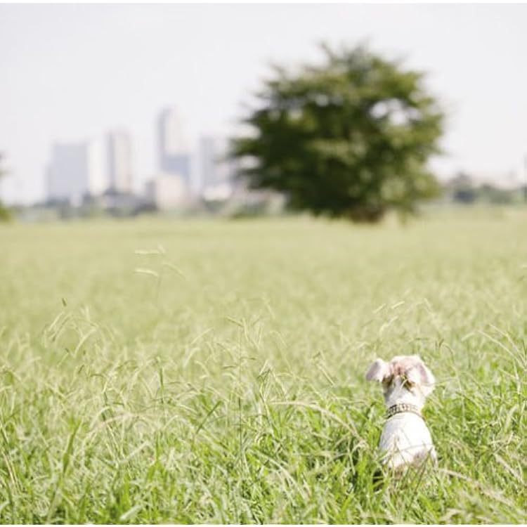 Amazon.co.jp: マンモスフラワー+6 - フラワーカンパニーズ: ミュージック